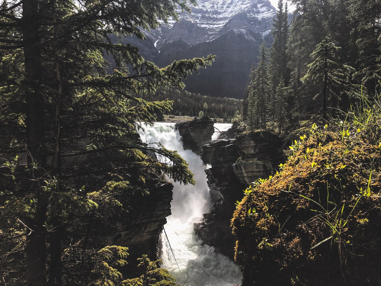 Athabasca Falls thundering through a narrow limestone gorge