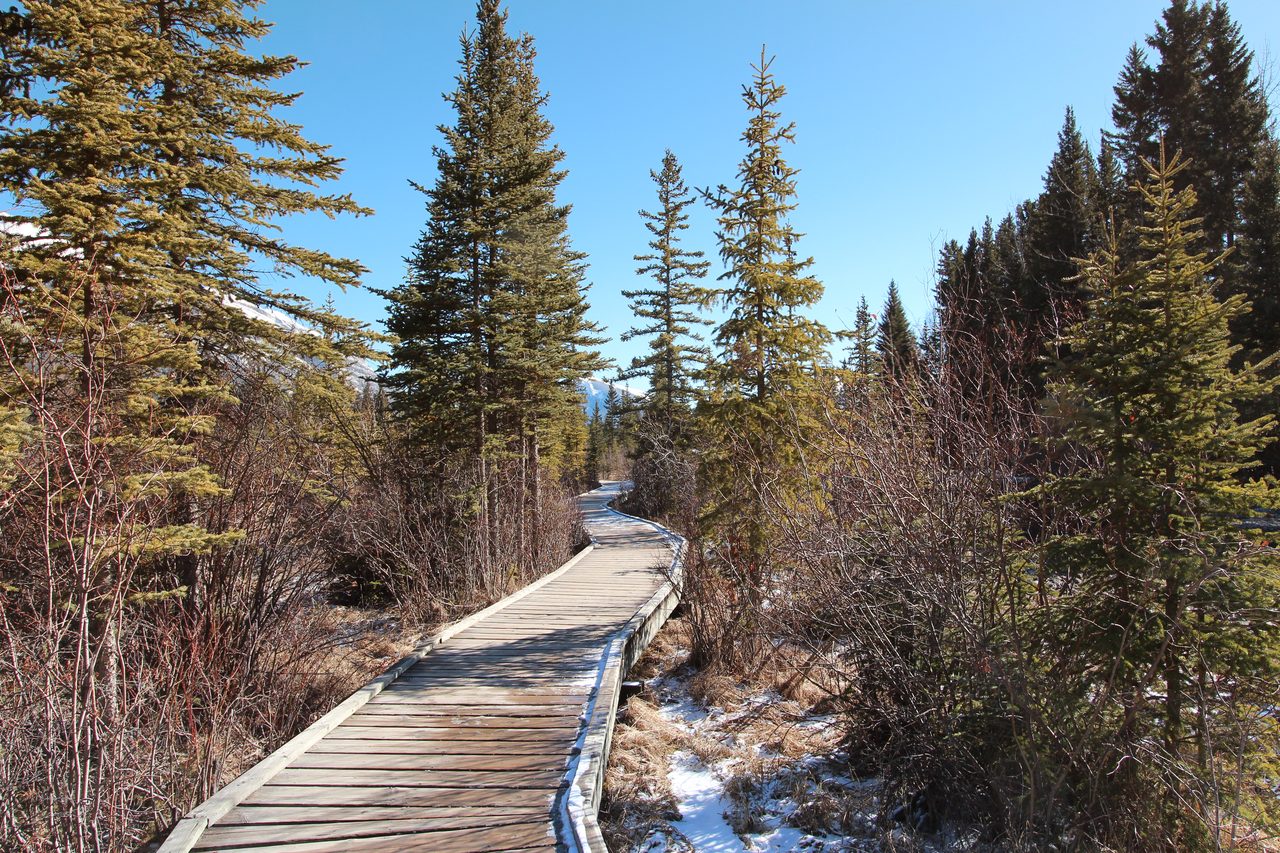Wooden boardwalk crossing wetlands along Policeman's Creek in Canmore