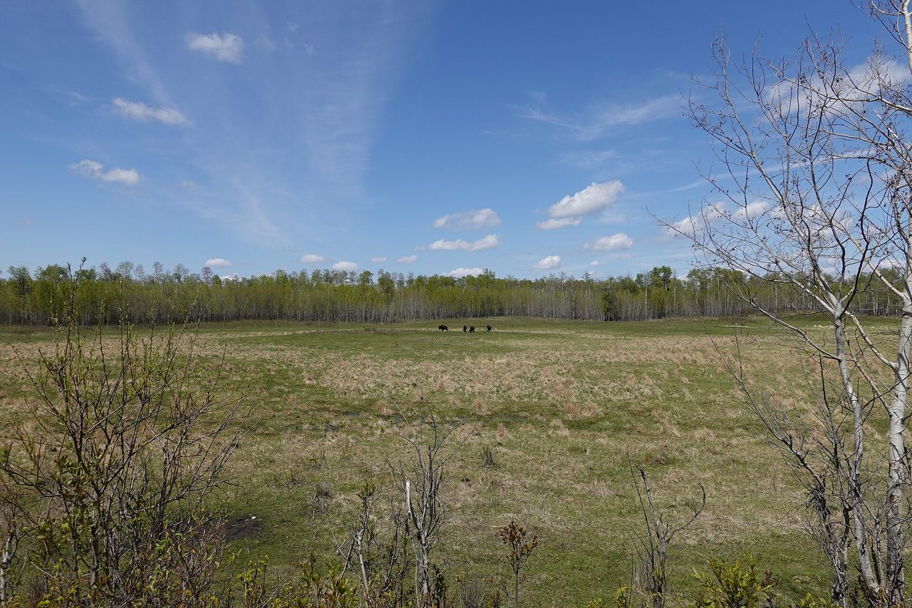 Plains bison grazing in the aspen parkland of Elk Island National Park east of Edmonton