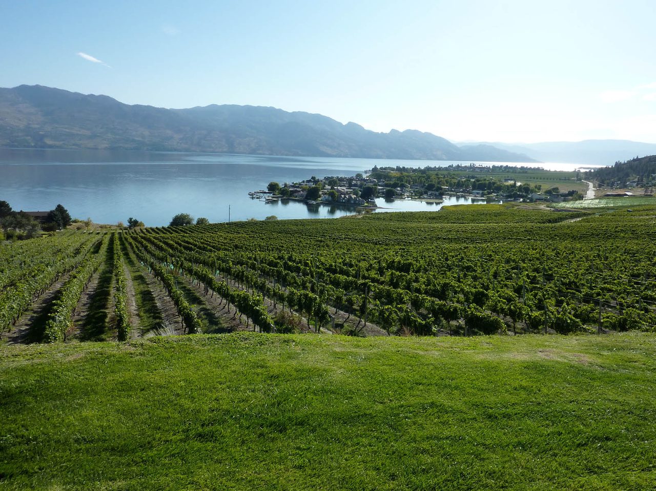 Vineyard rows overlooking Okanagan Lake in wine country near Kelowna