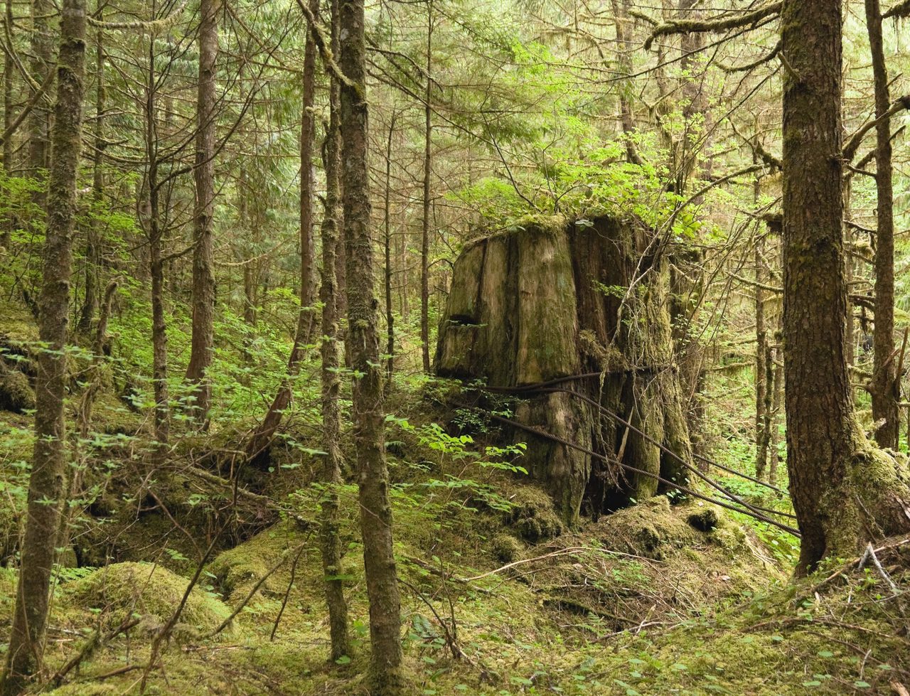 Mossy old-growth cedar forest like the ancient rainforest surrounding the spa grounds north of Whistler Village