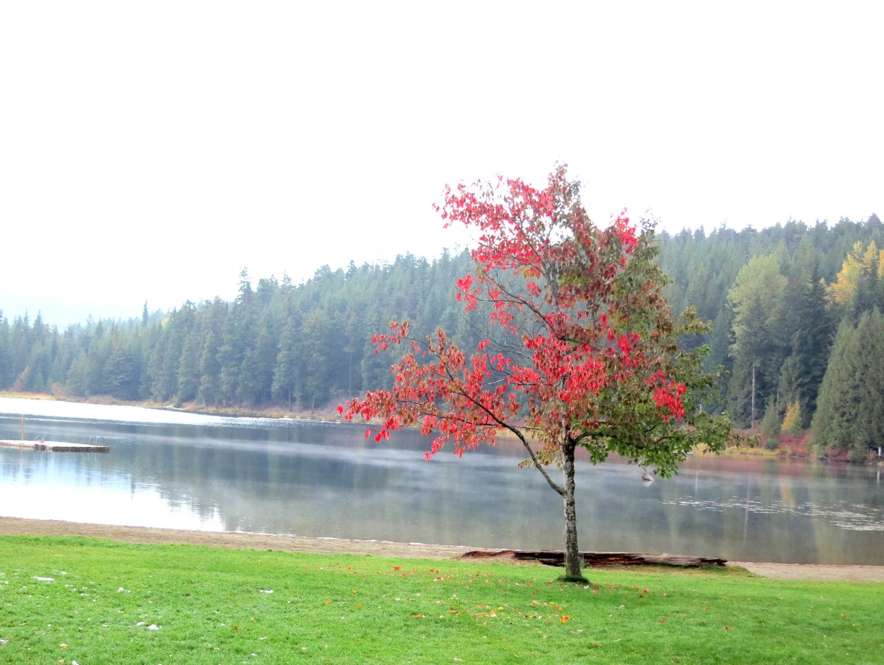 Autumn colours at Lost Lake near Whistler with a red tree beside the calm lake and forest shoreline