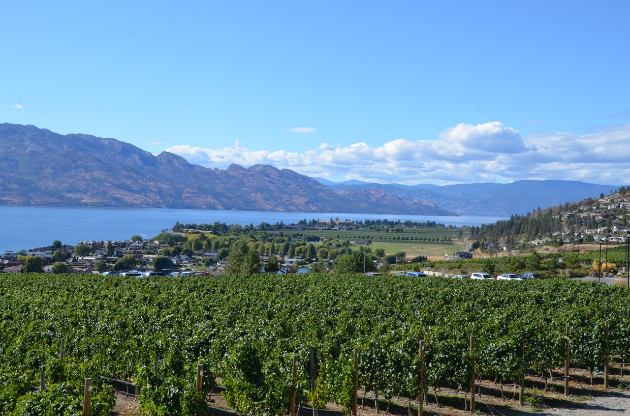Vineyard rows at Quails' Gate sloping down toward Okanagan Lake