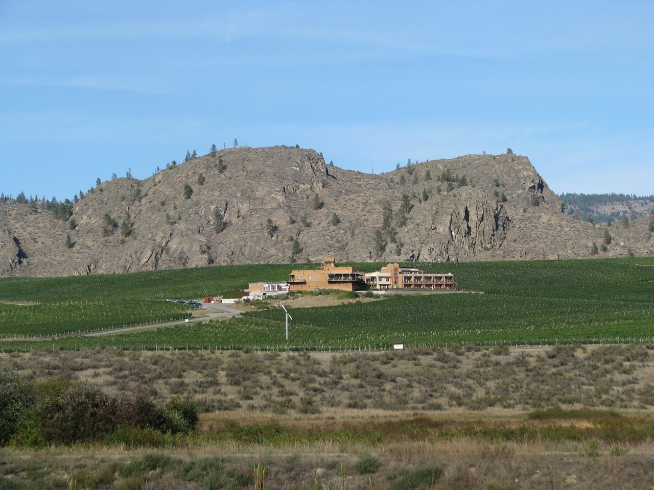 Sun over rows of grapevines in an Okanagan vineyard