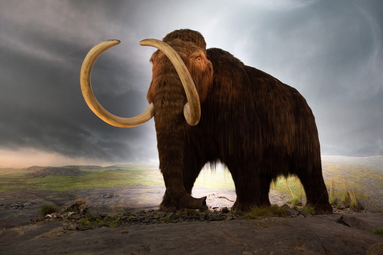 A life-sized woolly mammoth model in the natural history gallery of the Royal BC Museum