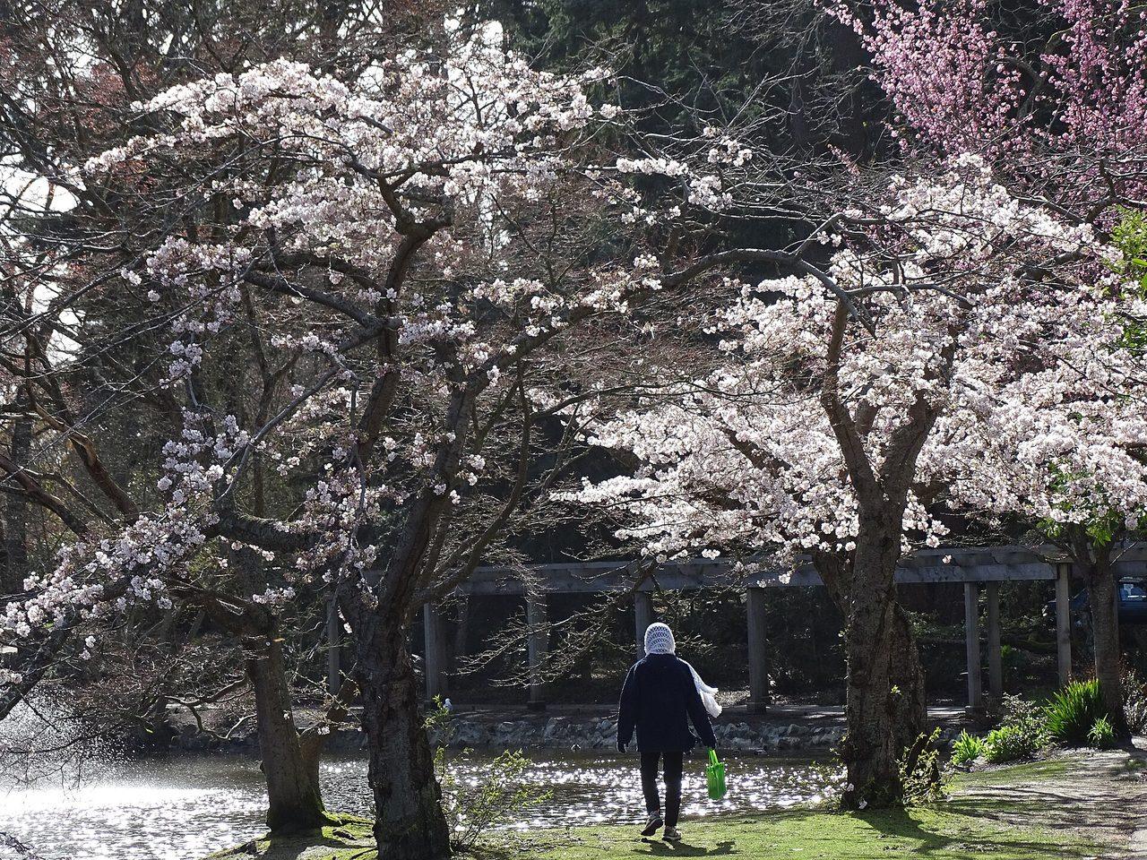 Cherry blossoms blooming in Beacon Hill Park in Victoria