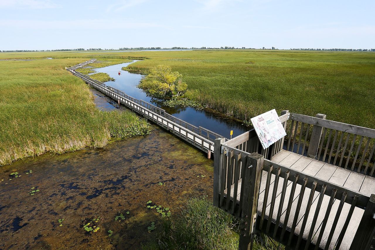 The wooden Marsh Boardwalk winding through cattails and open water at Point Pelee National Park in summer