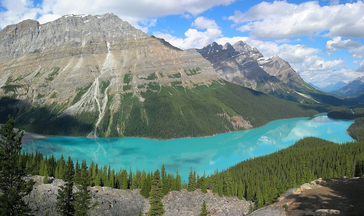Peyto Lake's bright blue water curving around a wolf-head-shaped peninsula in Banff National Park