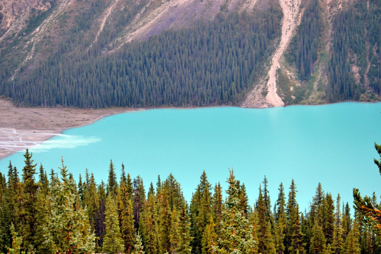 Peyto Lake glowing bright turquoise from the Bow Summit viewpoint on the Icefields Parkway