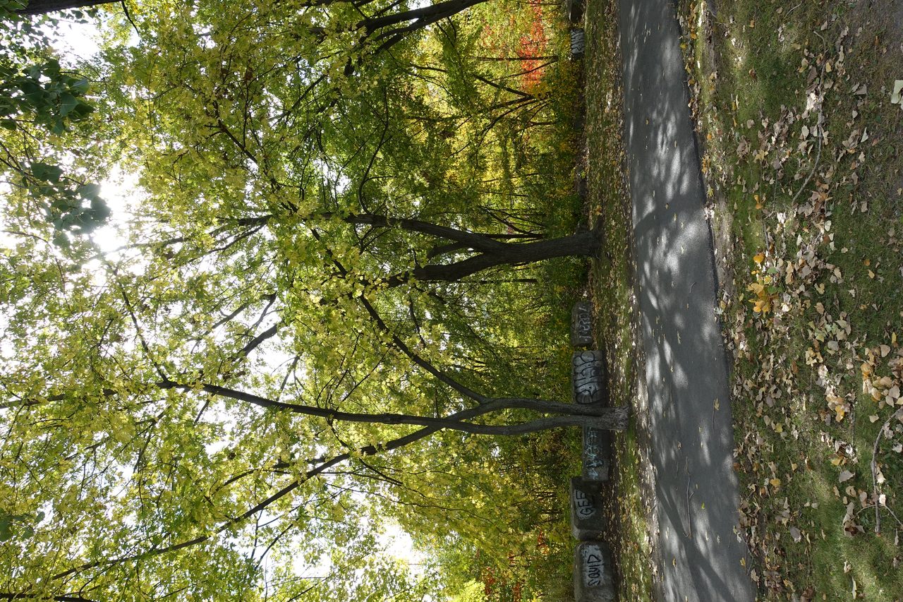 Calm water and tree-lined path along the Lachine Canal near Griffintown