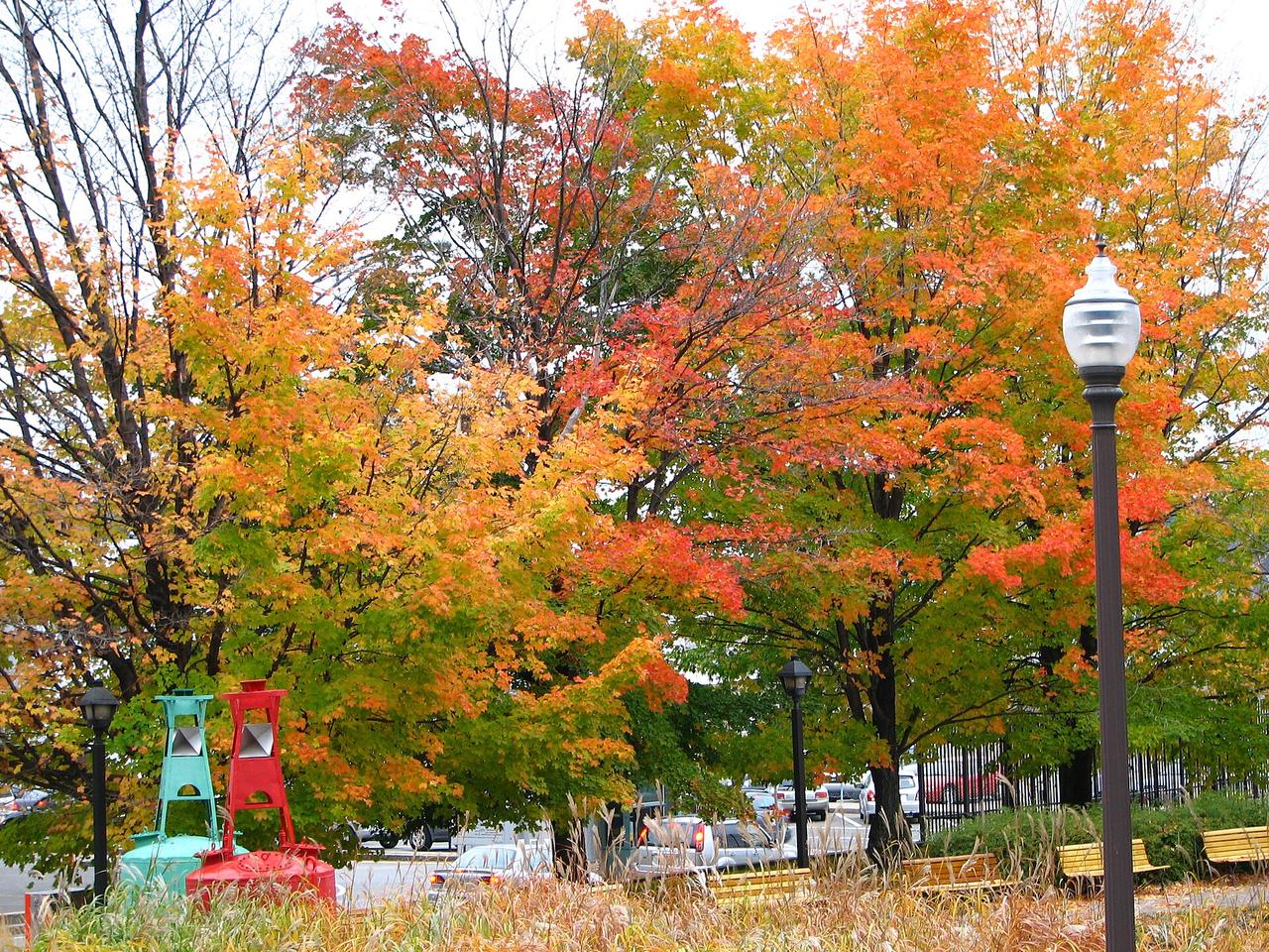 Red maple trees in full fall colour in Quebec City