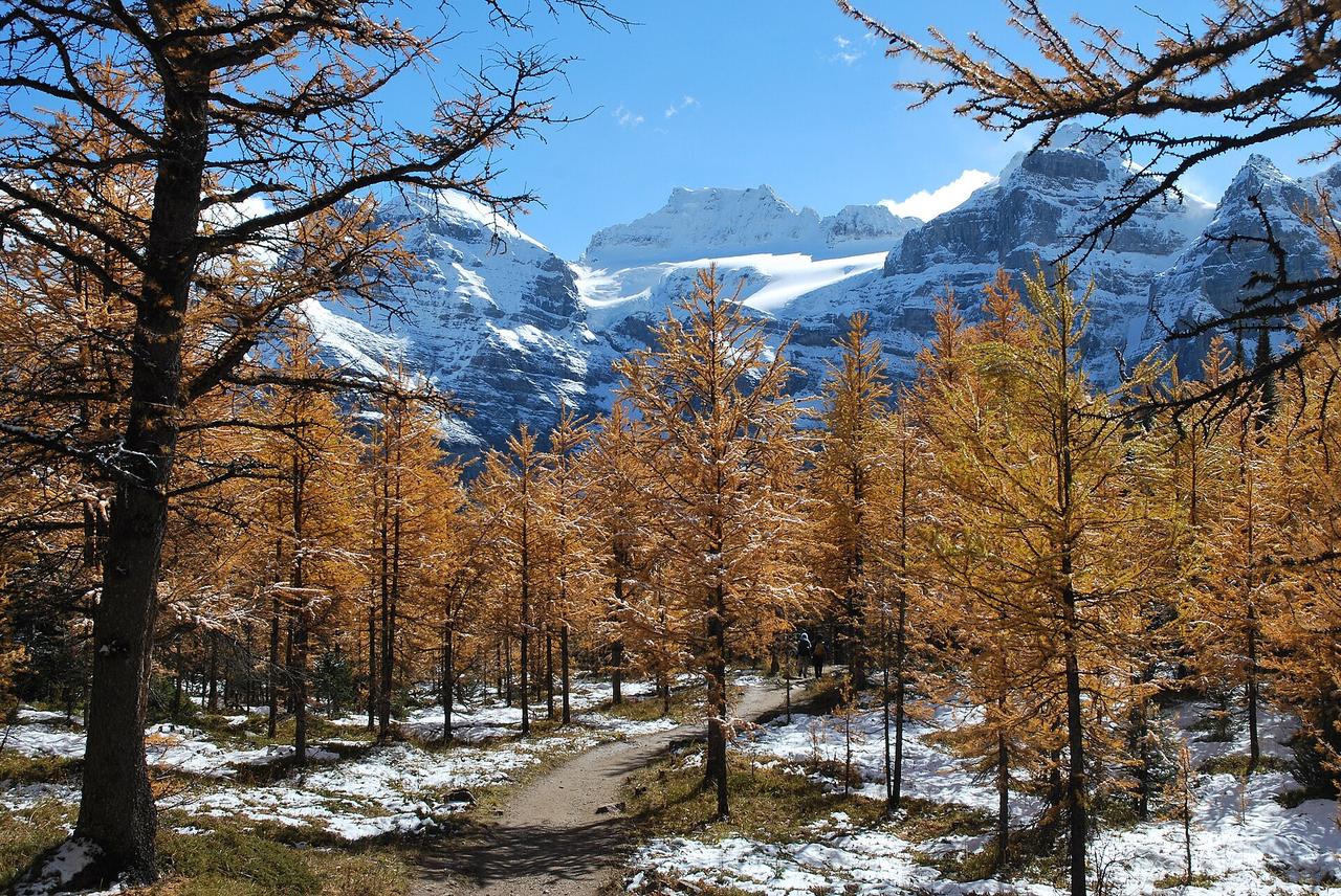 Golden subalpine larches glowing in Larch Valley near Moraine Lake, Banff National Park