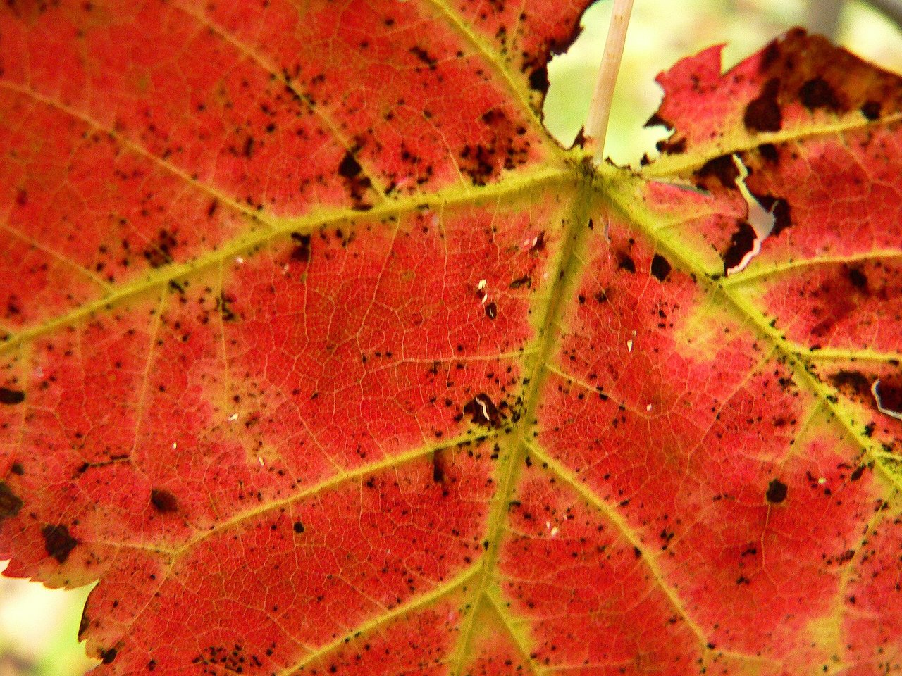 Close-up of a red maple leaf showing yellow-green veining, photographed in Huntsville, Ontario