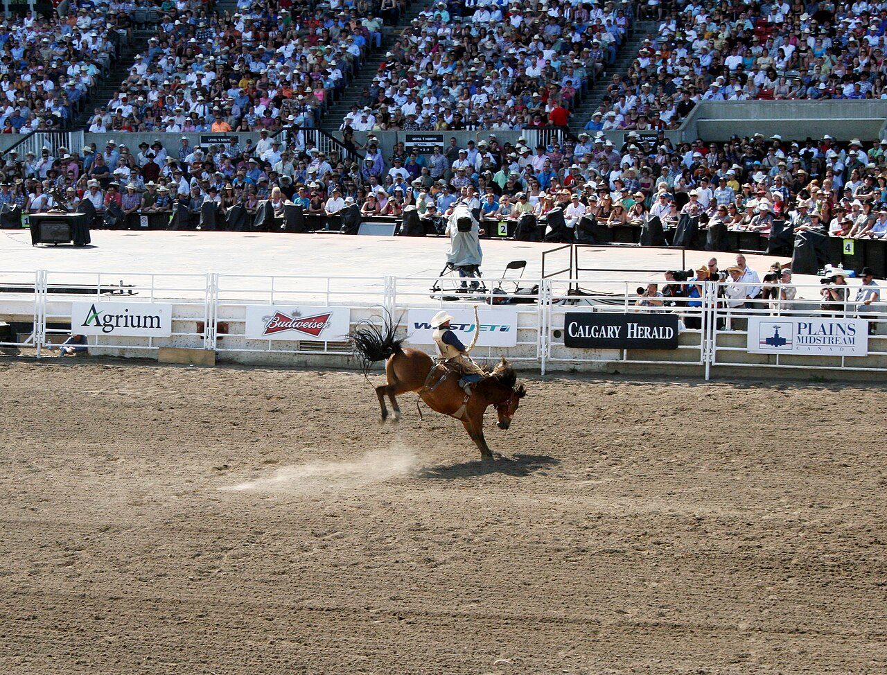 A saddle bronc rider mid-buck at the Calgary Stampede rodeo in front of a packed grandstand