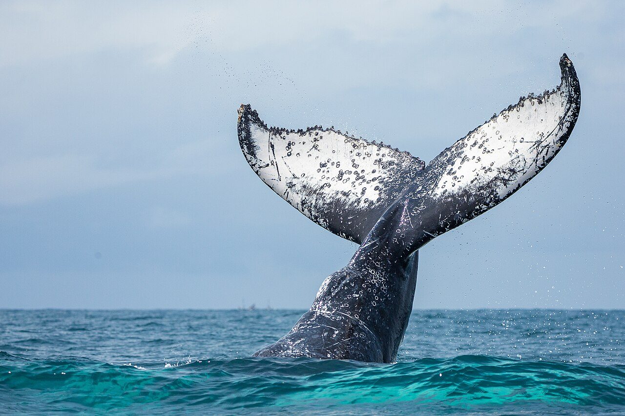 A humpback whale fluking in open ocean, tail raised high above the waves