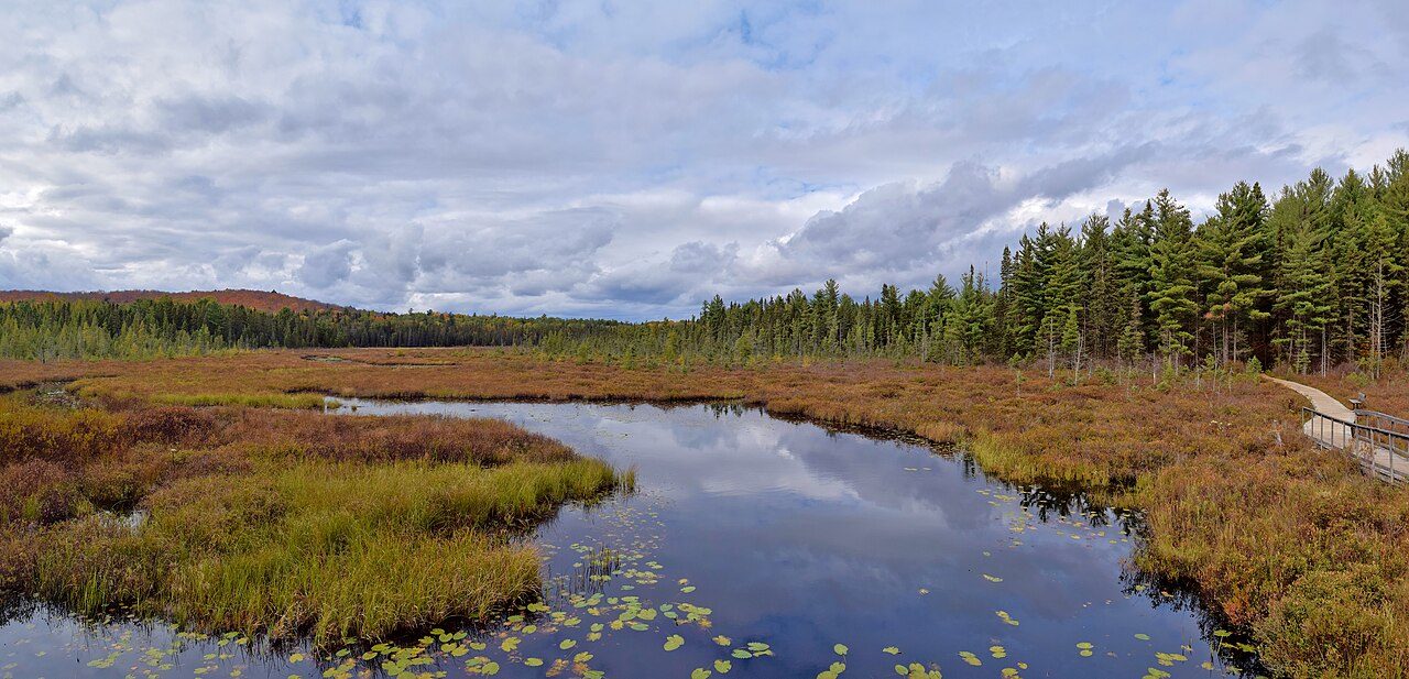 Early autumn colours spreading across a bog and treeline in Algonquin Park, Ontario