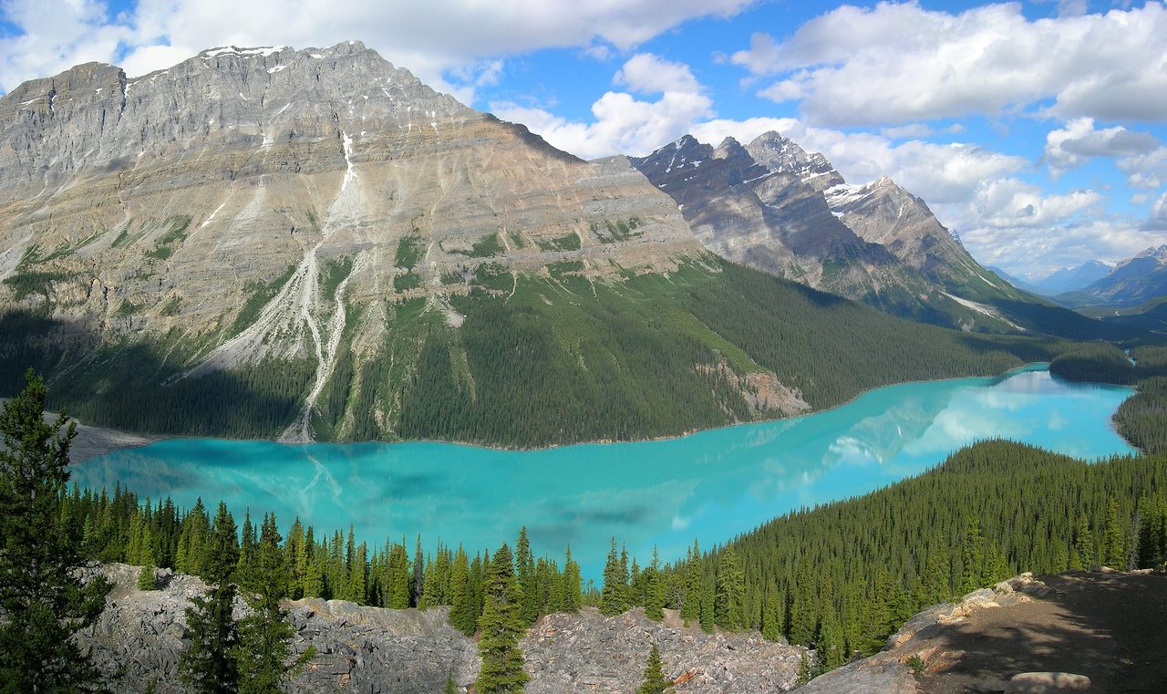 Bright blue Peyto Lake in its wolf-head shape seen from the Bow Summit overlook