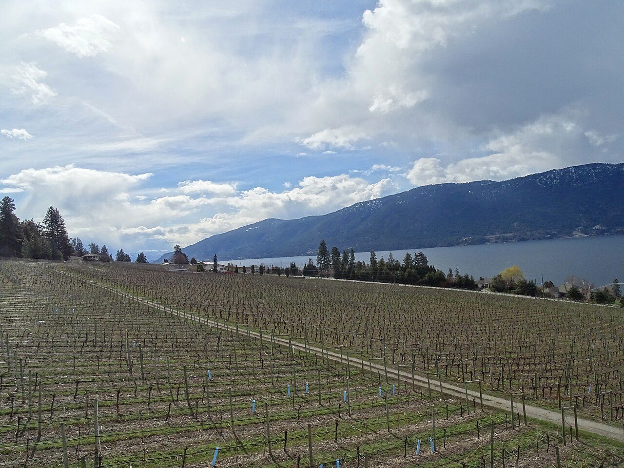 Vineyard rows sloping down to Okanagan Lake near Kelowna