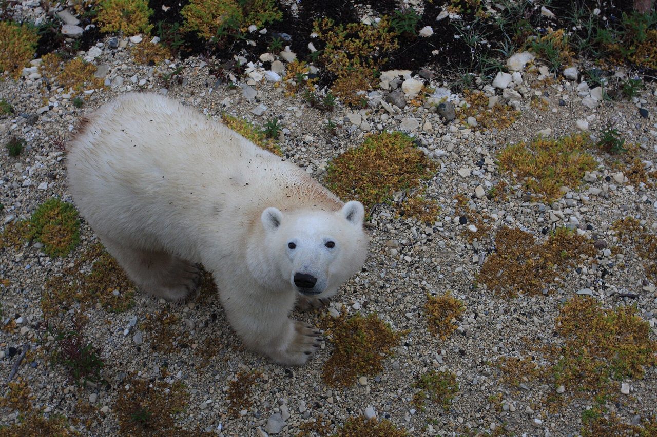 A polar bear looking up at the camera on the tundra near Churchill, Manitoba