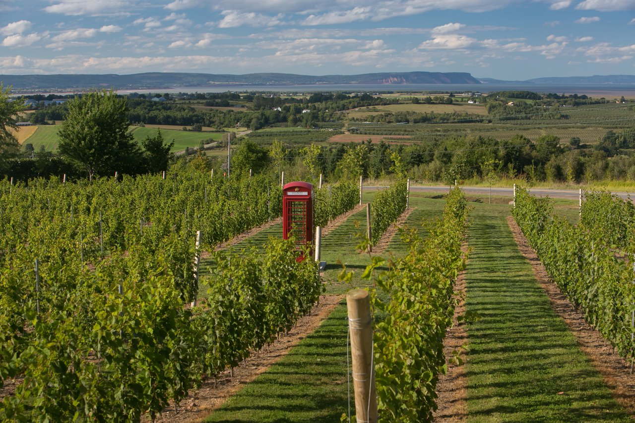 Rows of grapevines at Luckett Vineyards in the Gaspereau Valley with the Blomidon Hills beyond