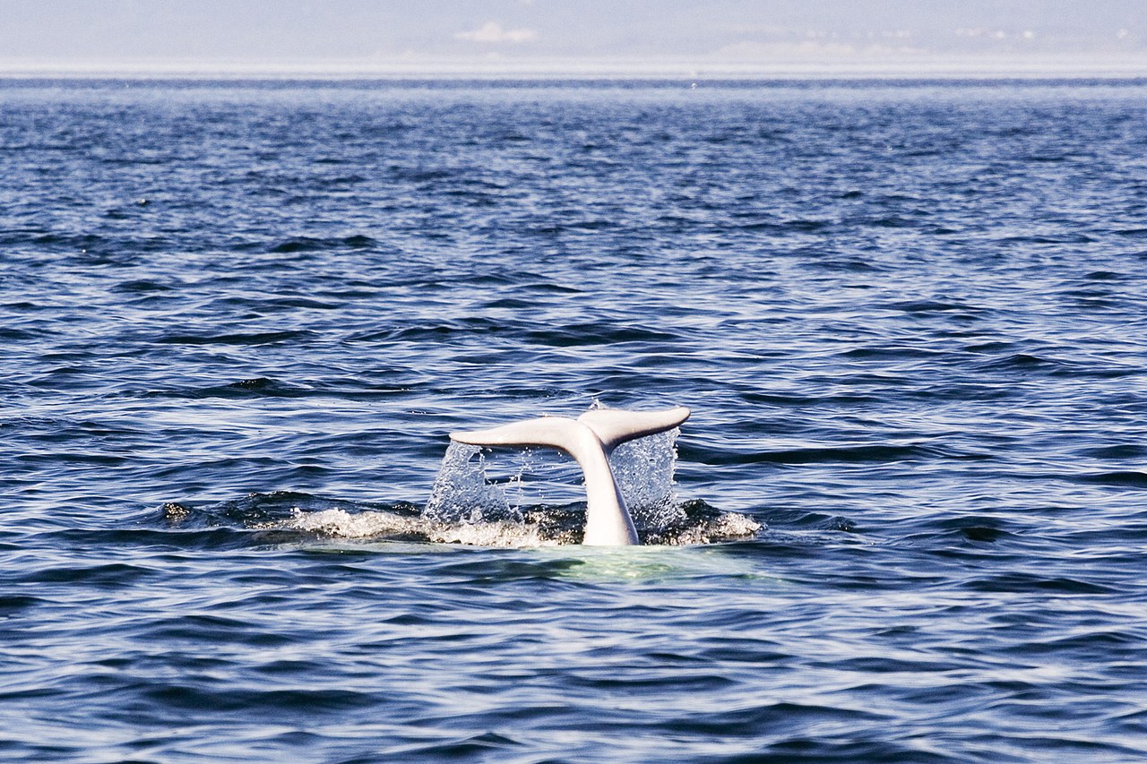A beluga whale surfacing near Tadoussac at the mouth of the Saguenay