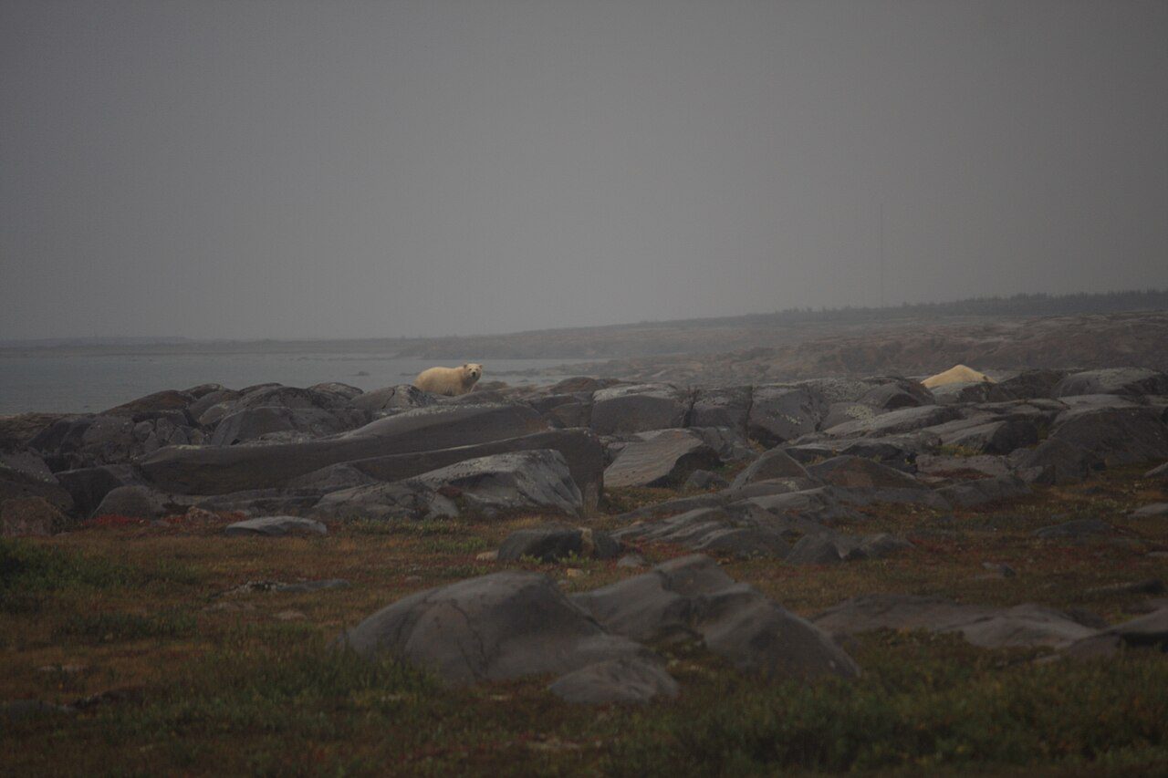 A polar bear walking across the tundra near Churchill, Manitoba