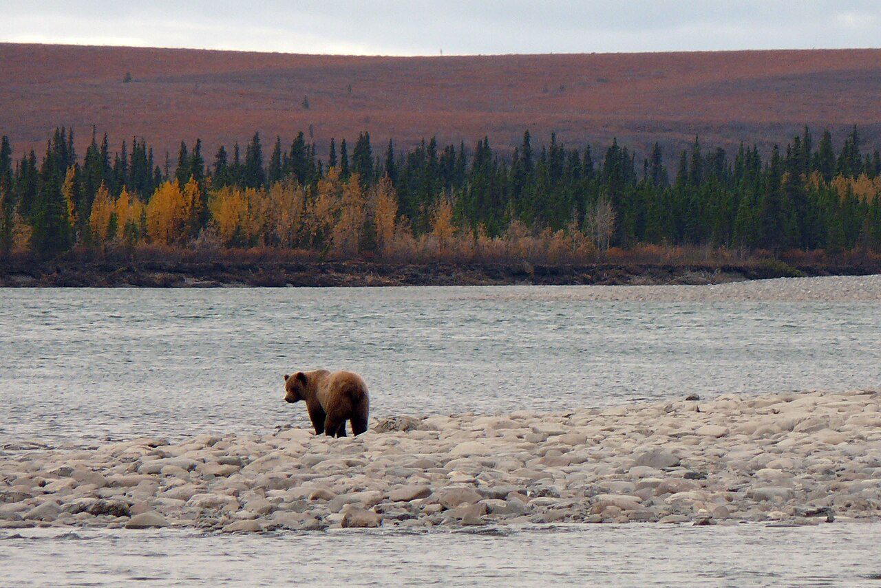 A grizzly bear hunting for salmon along a riverbank in September
