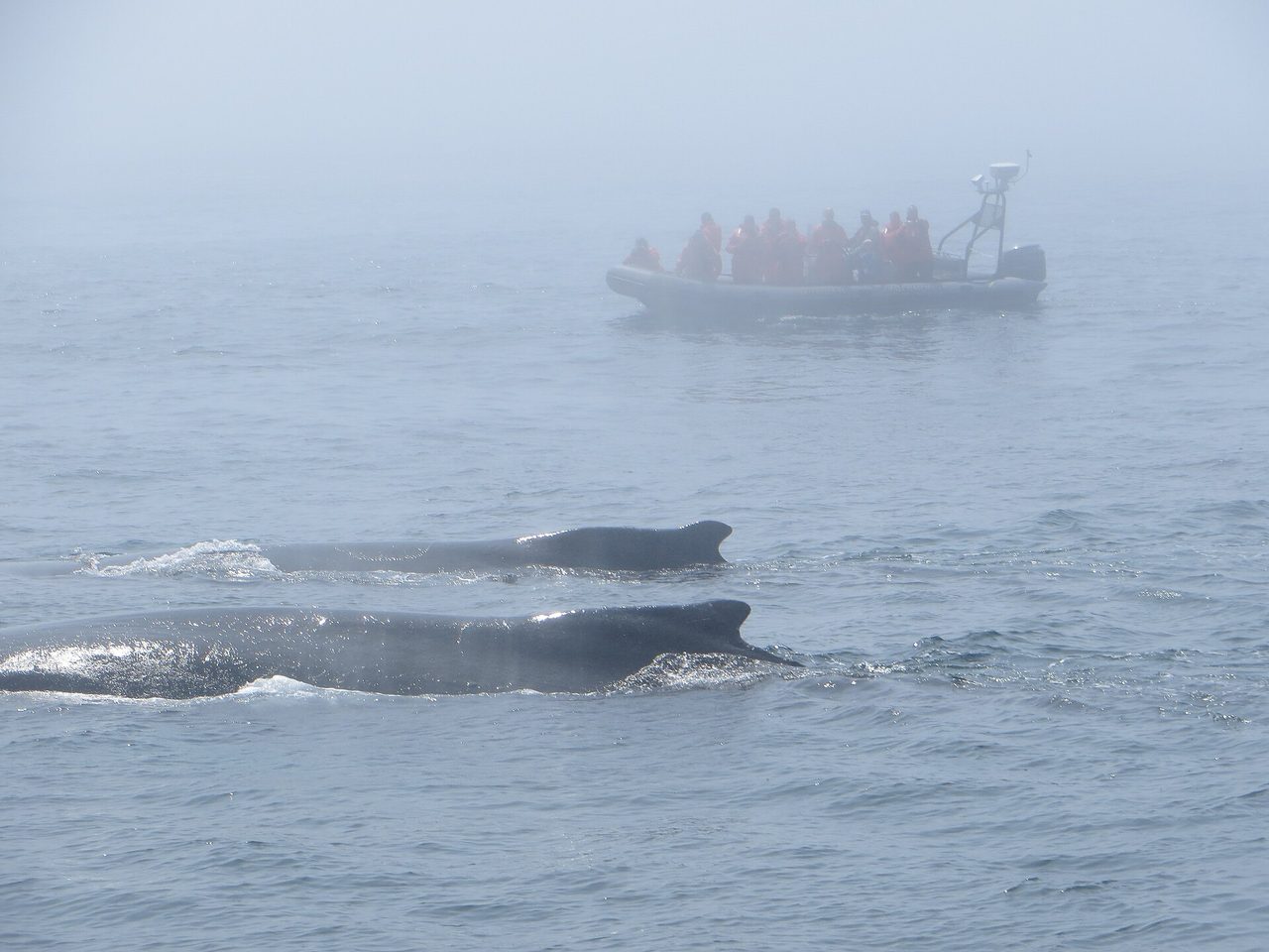A humpback whale surfacing in the waters off Nova Scotia