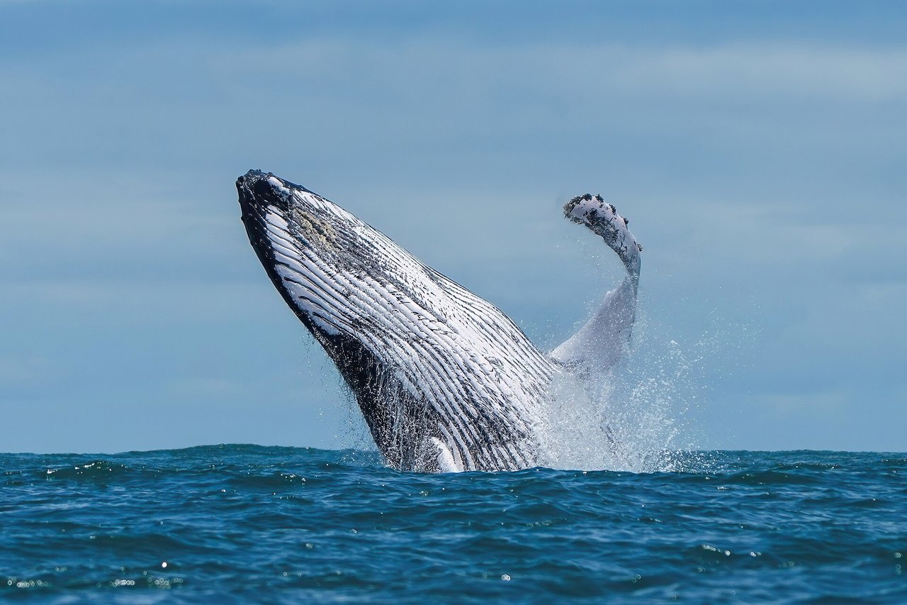 A humpback whale breaching out of the ocean near Lunenburg during whale watching season