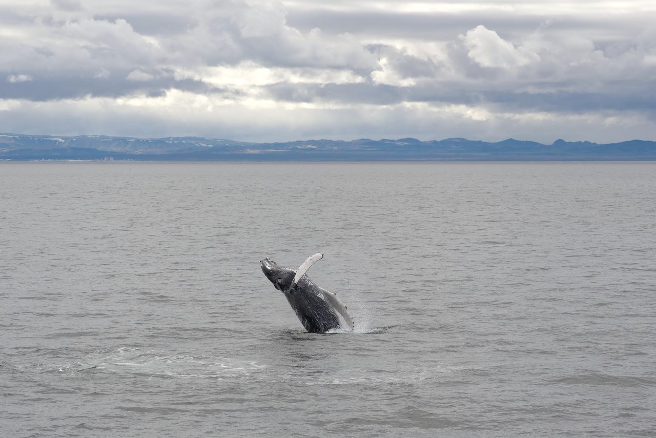 A humpback whale breaching above the ocean surface