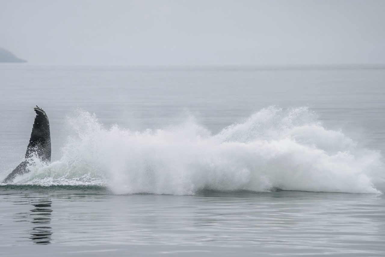 A humpback whale breaching completely out of the ocean in a powerful jump