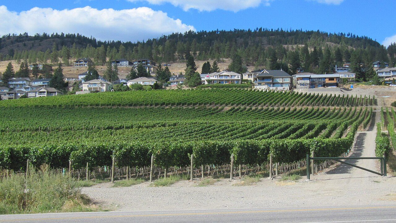 Rows of green grapevines on a vineyard slope above Okanagan Lake, British Columbia