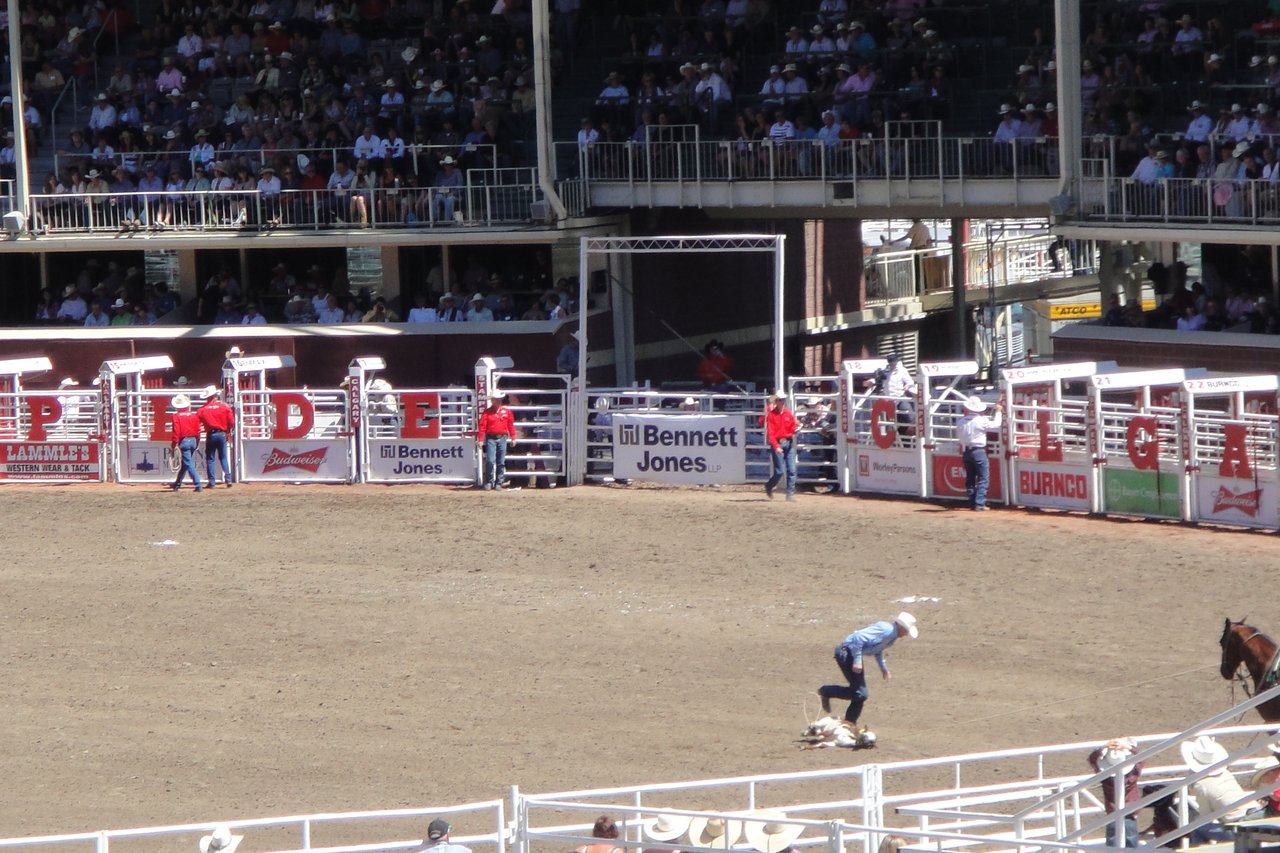 Tie-down roping action at the Calgary Stampede rodeo inside GMC Stadium