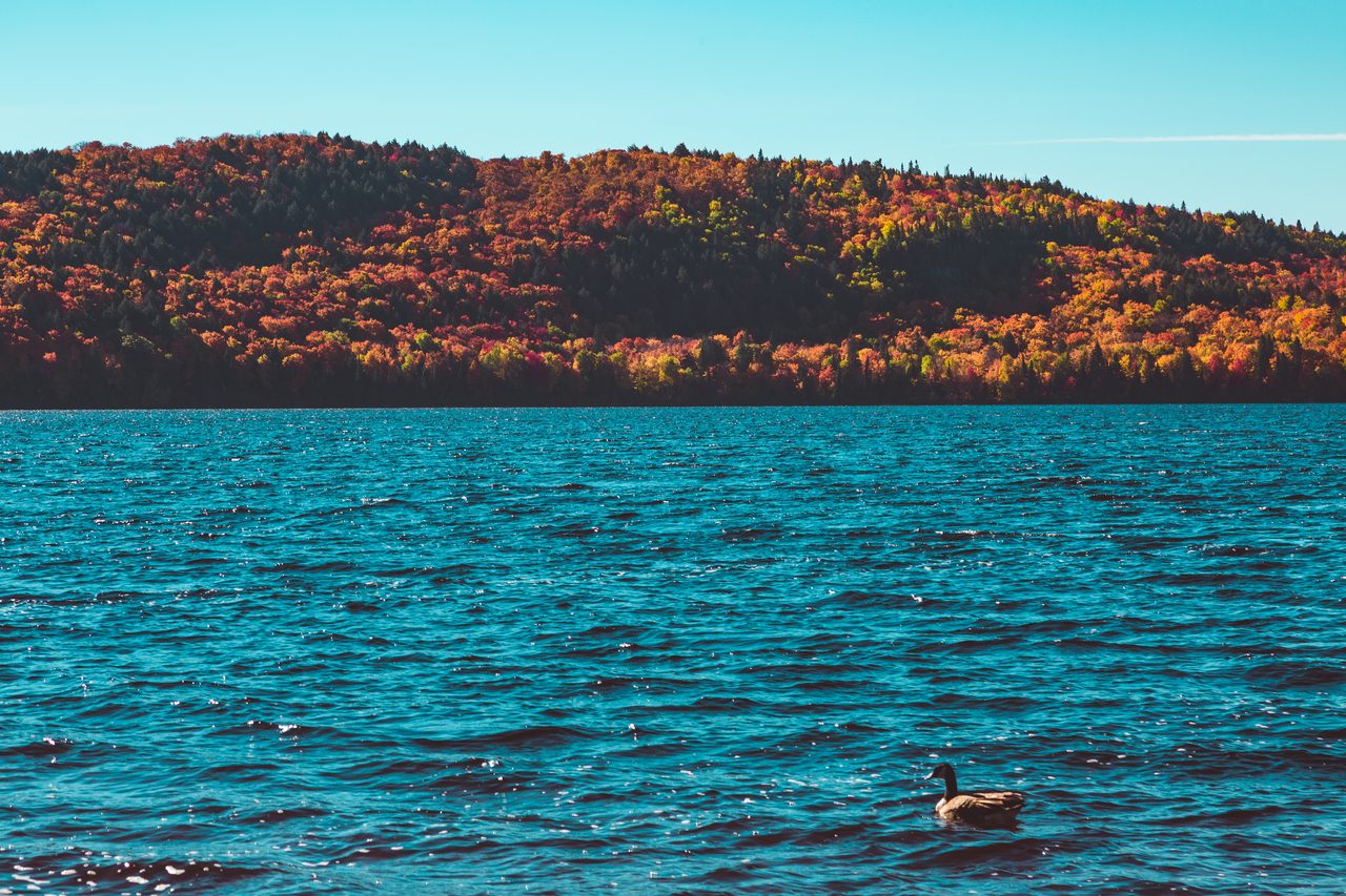 Autumn foliage in reds and oranges reflected on the calm water of Lake of Two Rivers in Algonquin Provincial Park