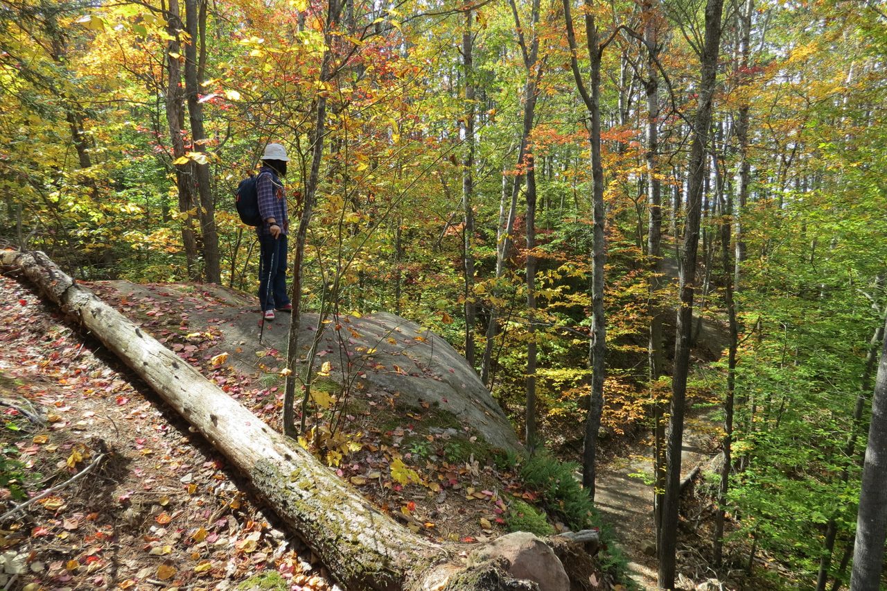 Panoramic view over Algonquin Park's rolling autumn forest in red and gold from the Lookout Trail