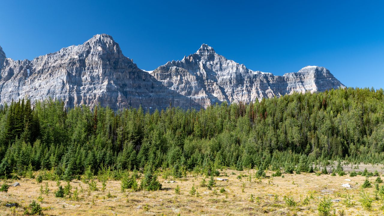 Golden alpine larch trees glowing against mountain slopes in Larch Valley, Banff National Park