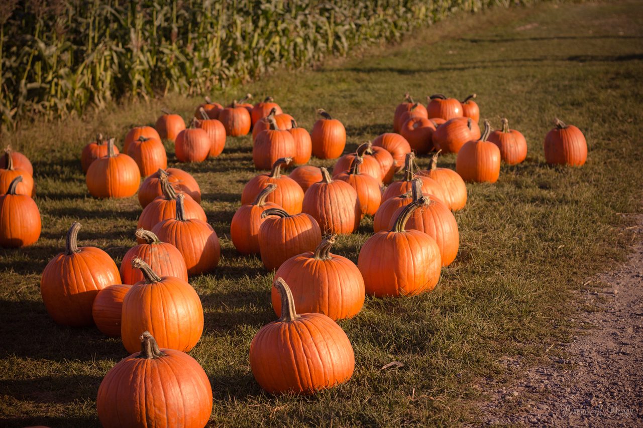 A pumpkin patch full of ripe pumpkins during Canada's autumn harvest season