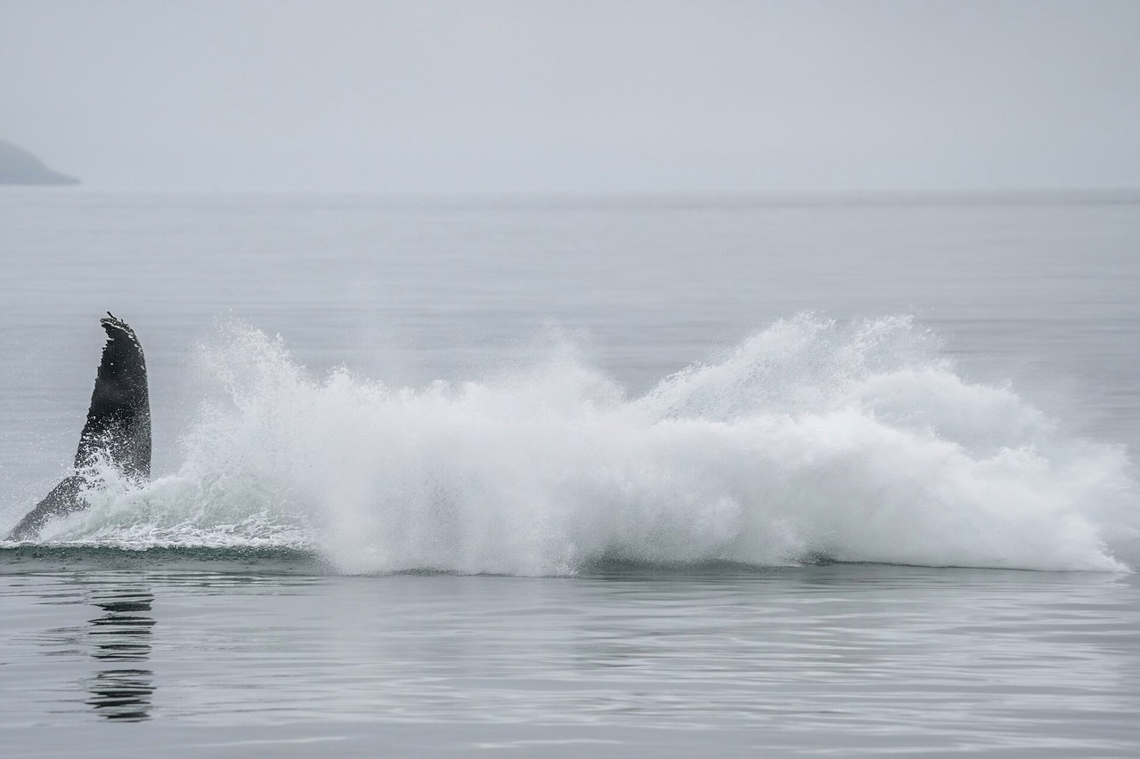 Humpback whale breaching out of the ocean during a summer whale-watching tour