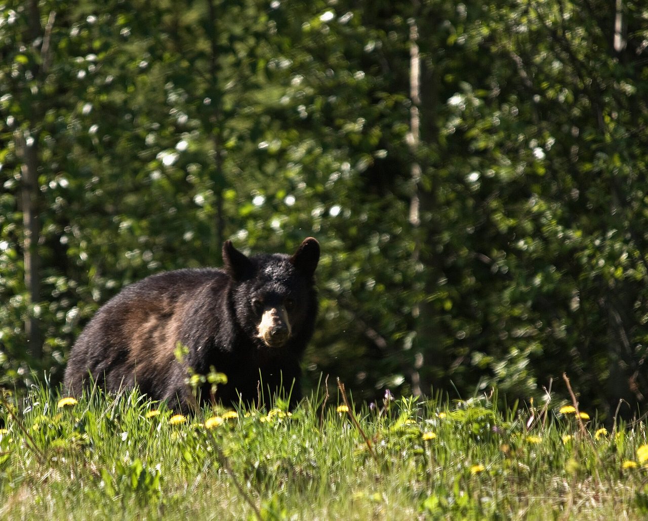 Black bear photographed at the roadside in northern British Columbia, Canada