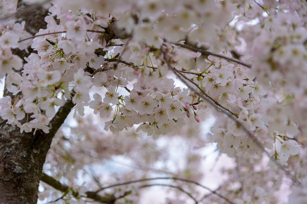 Pink cherry blossoms lining a path on the University of British Columbia campus in Vancouver