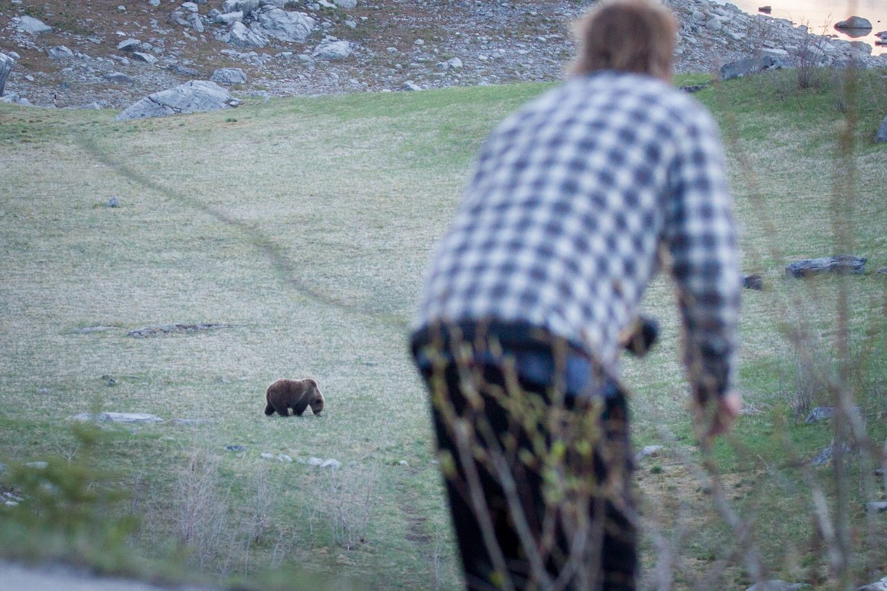 A grizzly bear foraging in a green alpine meadow in Jasper National Park in spring