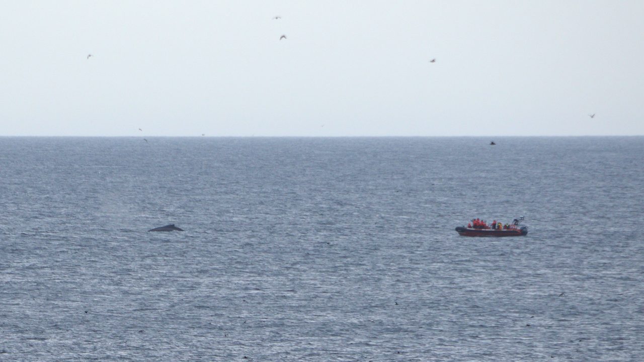 A humpback whale surfacing with its blowholes visible beside a whale-watching boat off Newfoundland