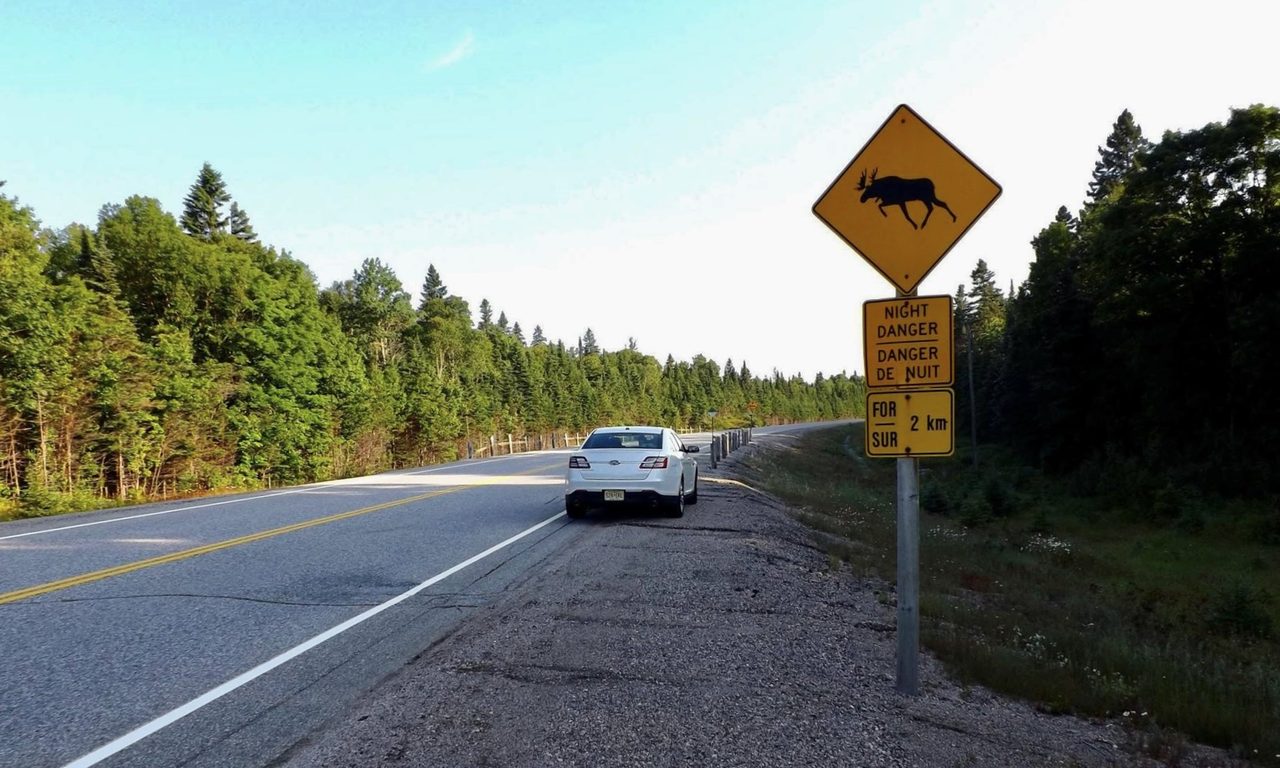 Yellow moose crossing warning sign beside Highway 17 in Lake Superior Provincial Park, Ontario
