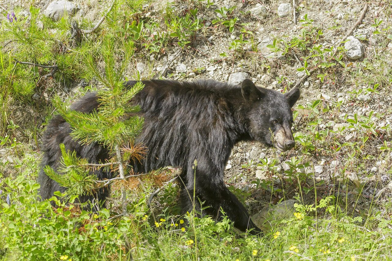 A black bear ambling through a Jasper National Park meadow