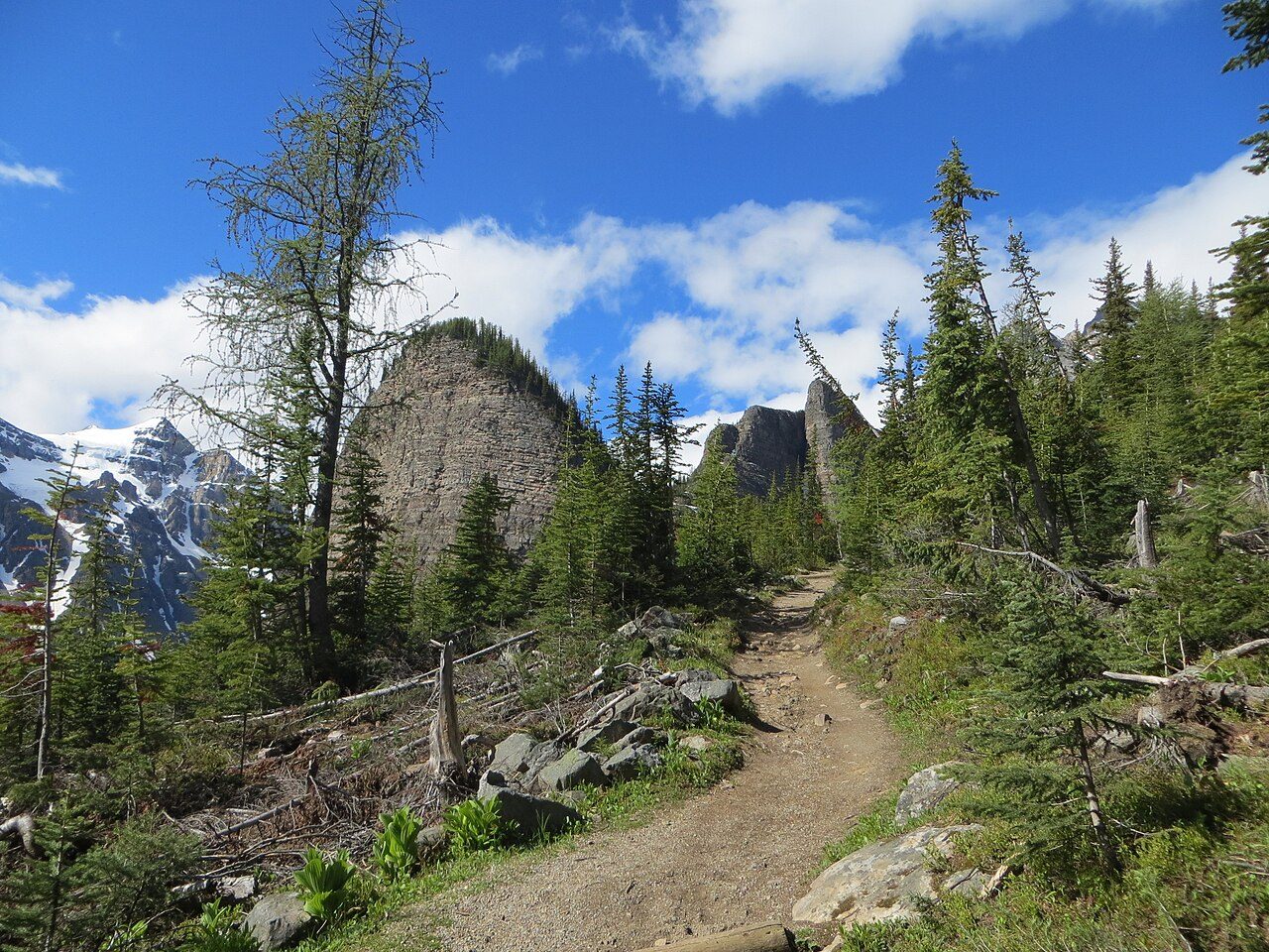 A hiking trail winding through alpine forest toward glaciers on the Plain of Six Glaciers trail near Lake Louise