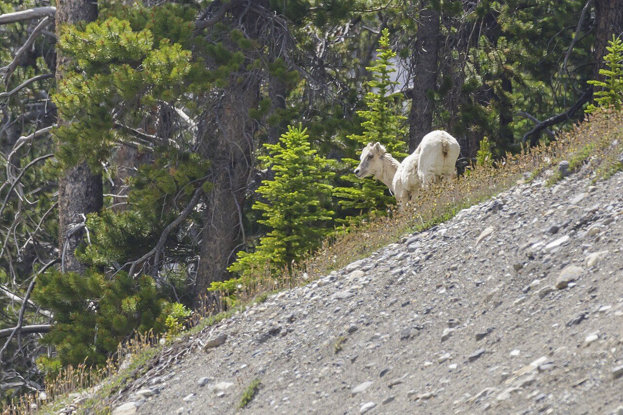 A bighorn sheep grazing beside the Icefields Parkway in the Canadian Rockies — road trips come with wildlife encounters