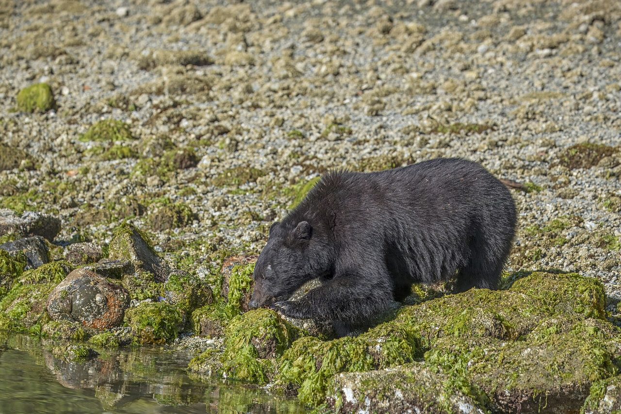 A Vancouver Island black bear standing in tall green grass near Tofino, British Columbia