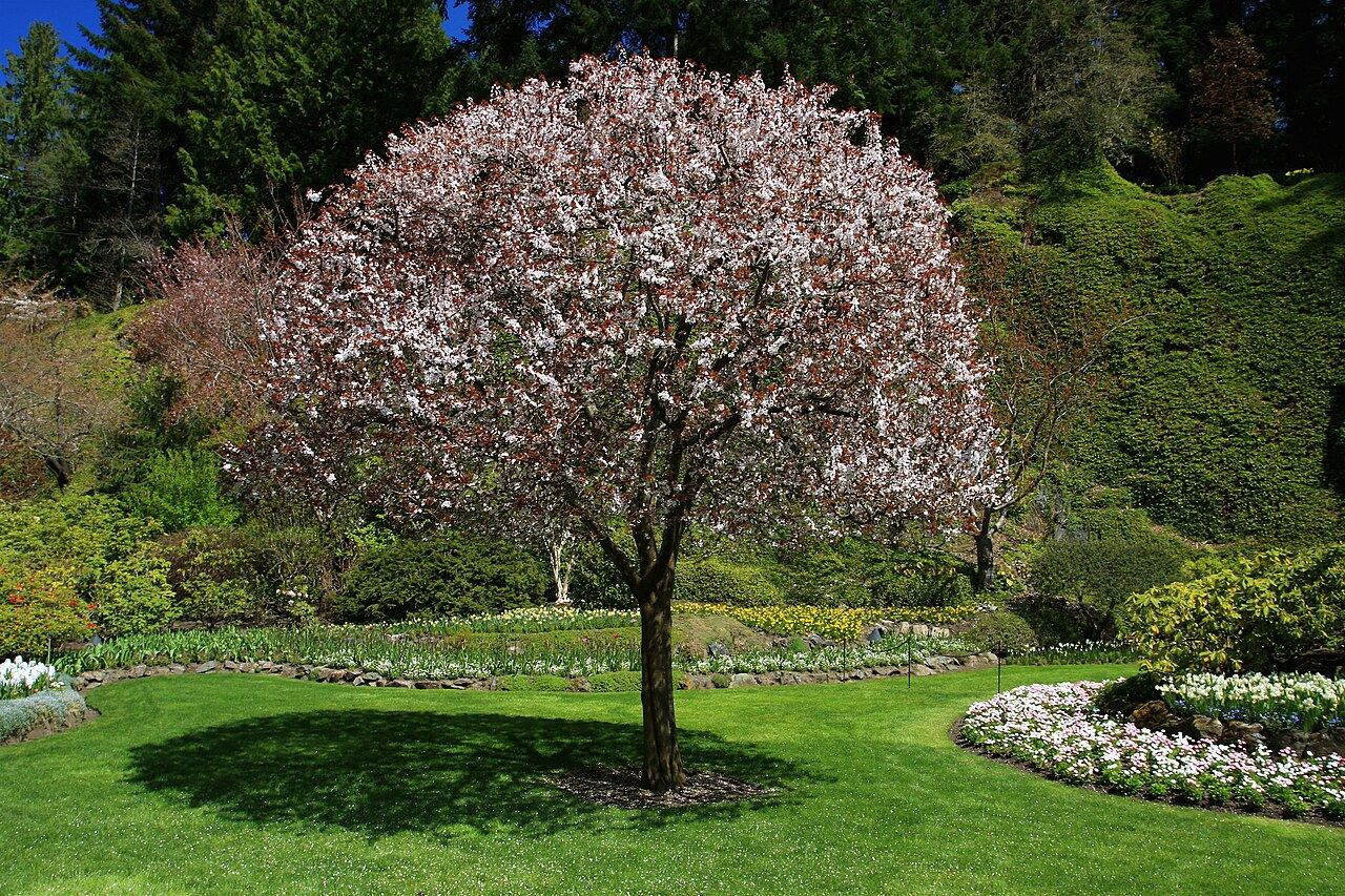 Pink cherry blossoms in full bloom at Butchart Gardens near Victoria, British Columbia