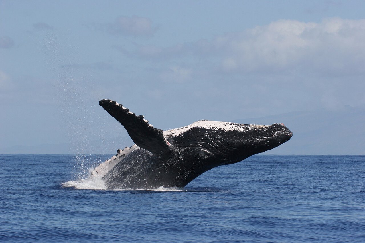A humpback whale breaching the ocean surface, tail and body arcing above the waves