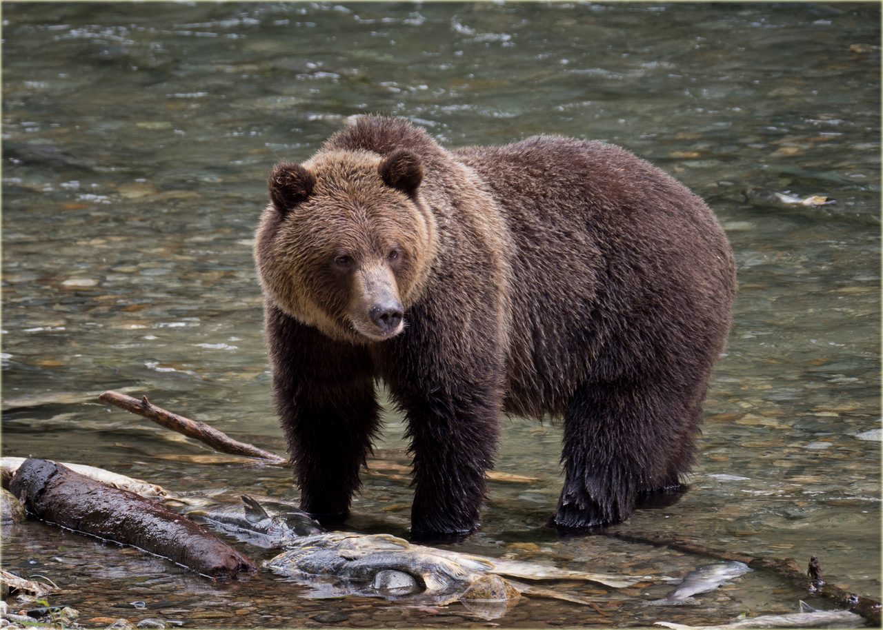 A grizzly bear standing in shallow water in Bute Inlet, British Columbia
